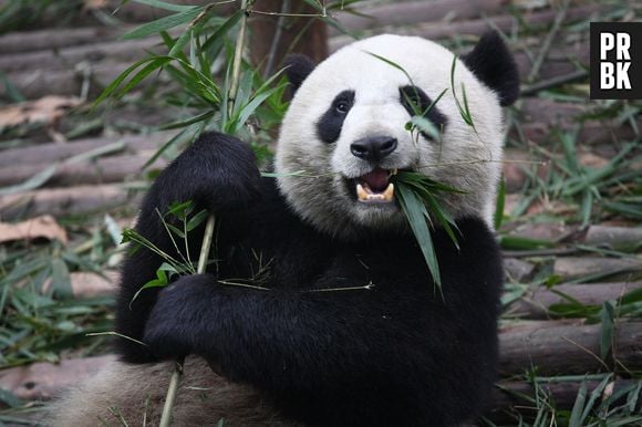 Preparem os lencinhos! Conheça a triste história do panda que foi viral na Internet