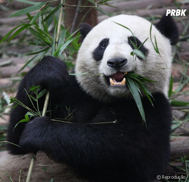 Preparem os lencinhos! Conheça a triste história do panda que foi viral na Internet