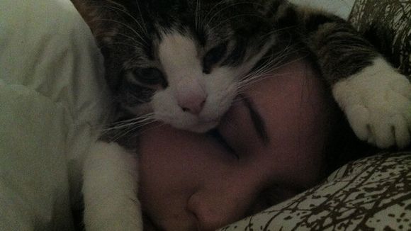 Conheça os 18 gatos mais abusados e implicantes do mundo!