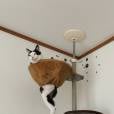 Os gatos procuram os lugares mais esquisitos para se acomodarem