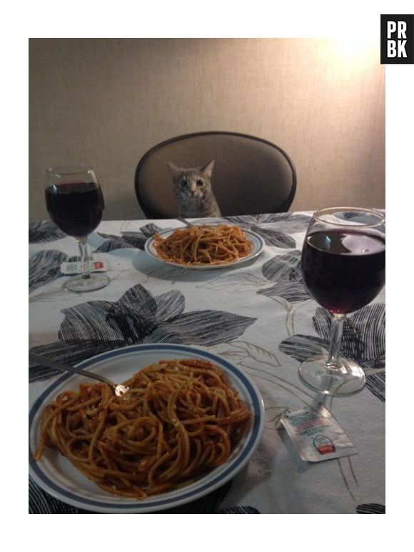 Os gatos podem ser bem chatos pra comer