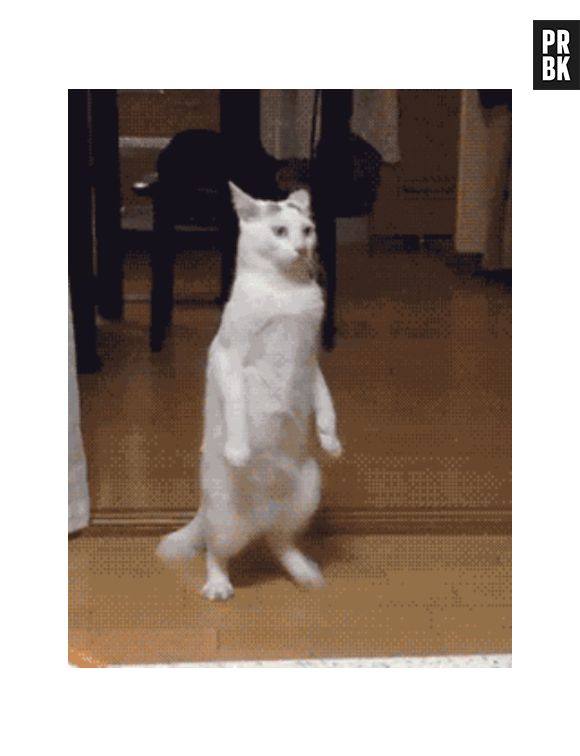 As vezes os gatos gostam de se exibir de mais