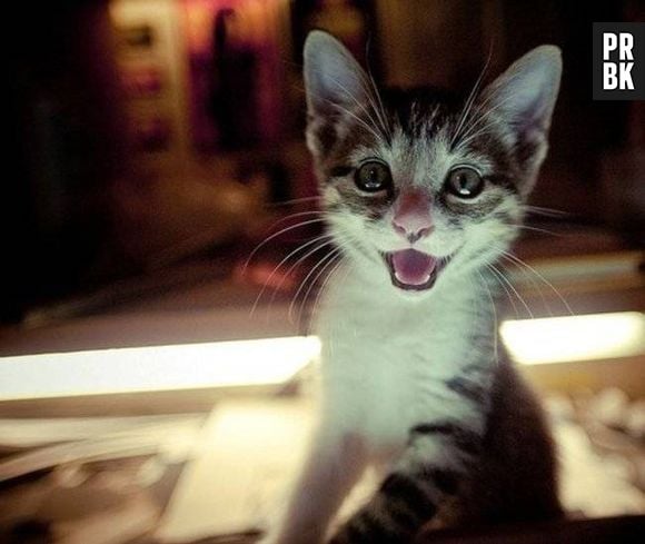 Esse gatinho está muito feliz!