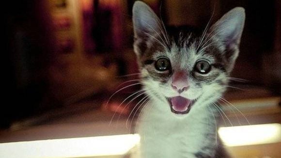 Gatos sorrindo, triste ou bravos? Veja os 25 felinos mais expressivos do mundo!