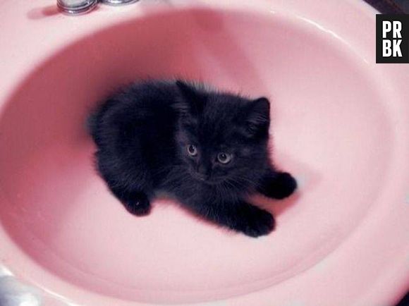 Parece que esse gato está um pouco perdido