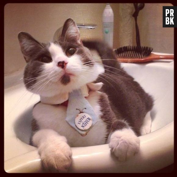 O gato parece estar prestando atenção em algo muito interessante