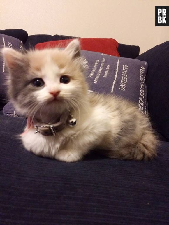 Já esse gato parece que não está entendendo muita coisa não