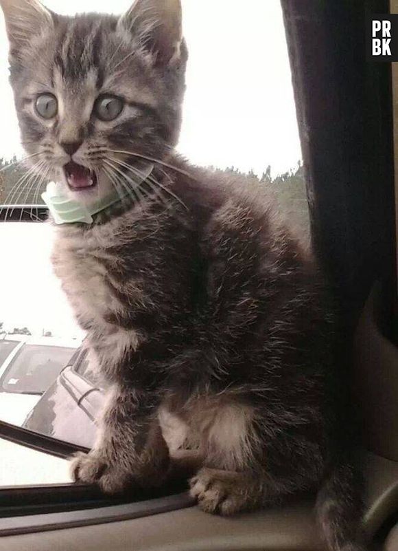 O gatinho ficou muito surpreso com algo que viu!