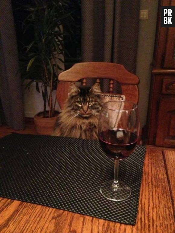 Parece que esse gato não está muito animado