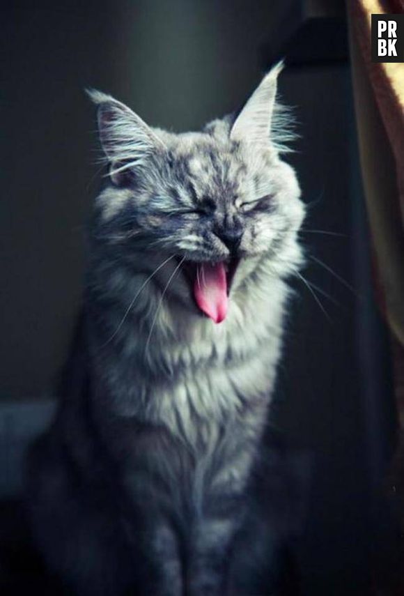 Temos alguém com sono aí?