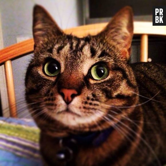 Esse aqui está bem atento a tudo o que acontece dentro casa