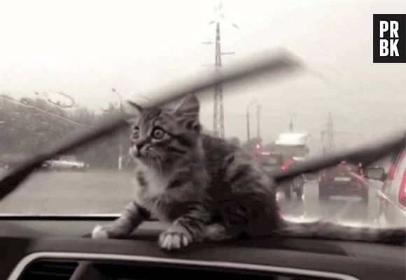 Esse gato está com medo, muito medo