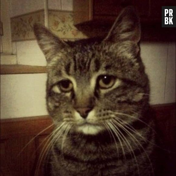 O gato mais triste de todos!