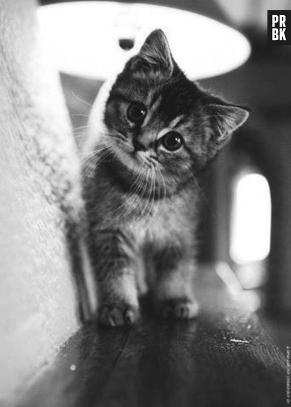 Temos um gato bastante curioso aqui