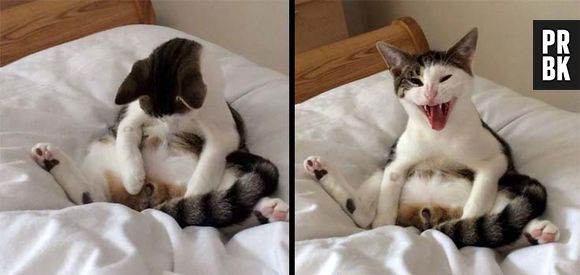 Um pouco assutador esse gato, não?