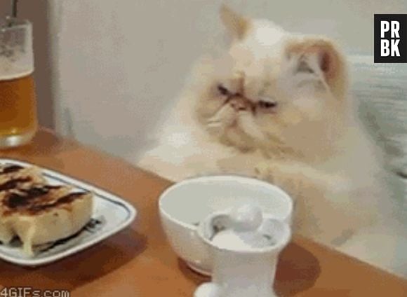 Emburrado é pouco pra esse gato!