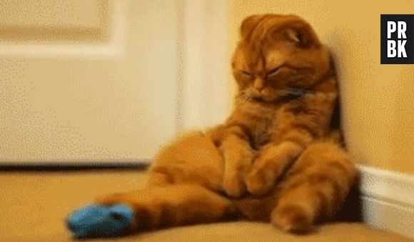 Esse gato está morrendo de sono, coitado