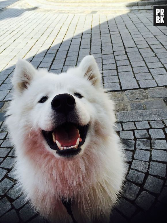 Os cachorros podem ser bastante fotogênicos, até mais do que alguns amigos seus!