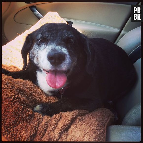 Pelo visto esse cachorrinho adora passear de carro e ainda ganhar um carinho