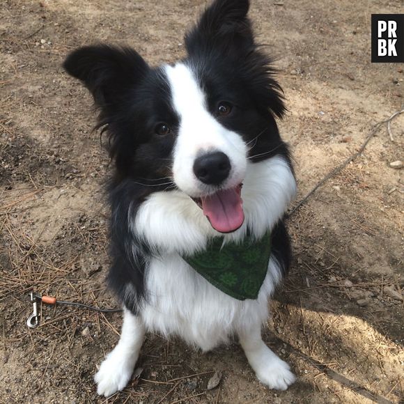 Esse cachorro é muito lindo. Onde escreve o nome pra adotar?