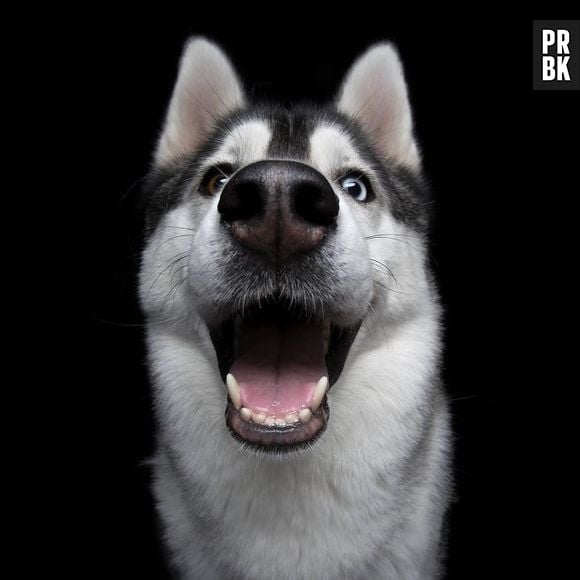 Olha o tamanho do sorriso desse cachorro! Nem você consegue imitar um igual!