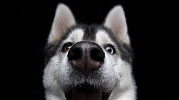 É apaixonado por cães? Confira 21 fotos mais felizes do melhor amigo do homem!