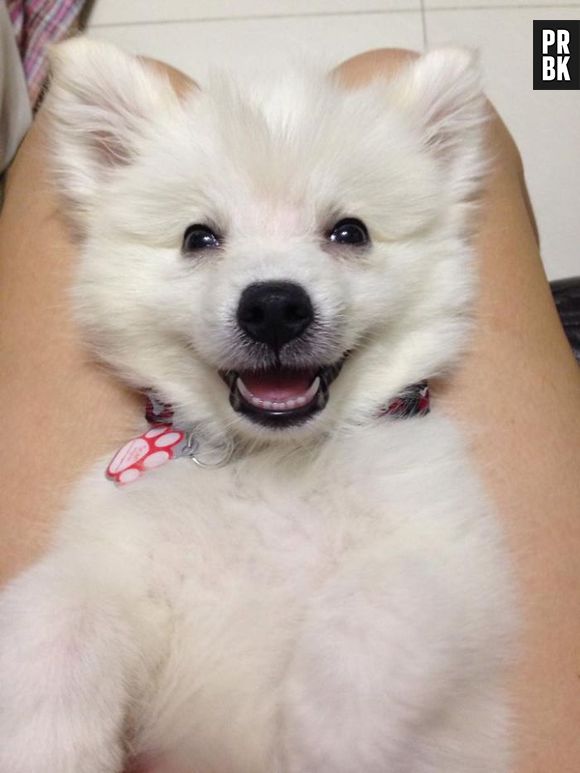 Tem como não se derreter por um cachorrinho desses?