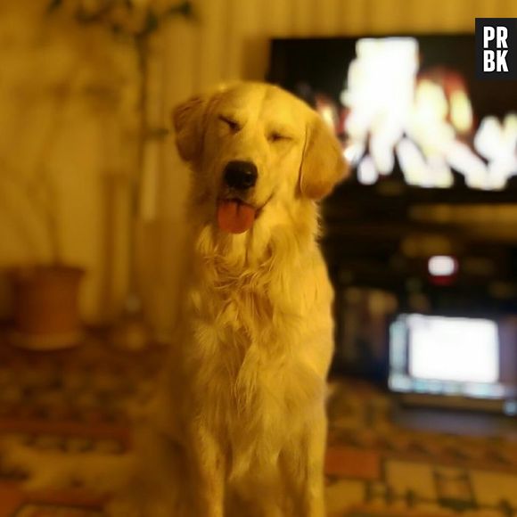 Você vai morrer de amor por esse cachorro em poucos segundos... 3, 2, 1, já era!