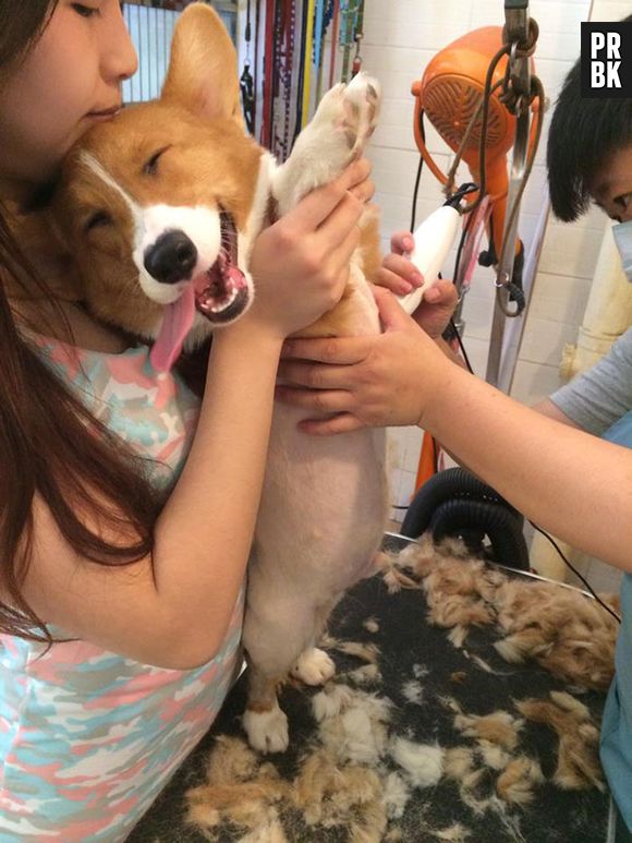 Será que esse é o único cachorro que fica feliz quando vai ao veterinário?