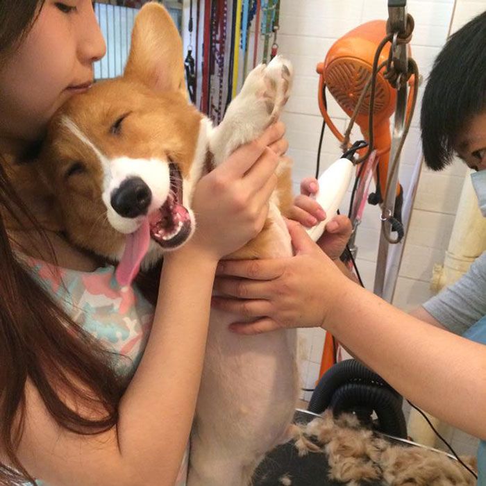 Será que esse é o único cachorro que fica feliz quando vai ao veterinário?