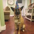 Tem cachorro comemorando aniversário por aí?
