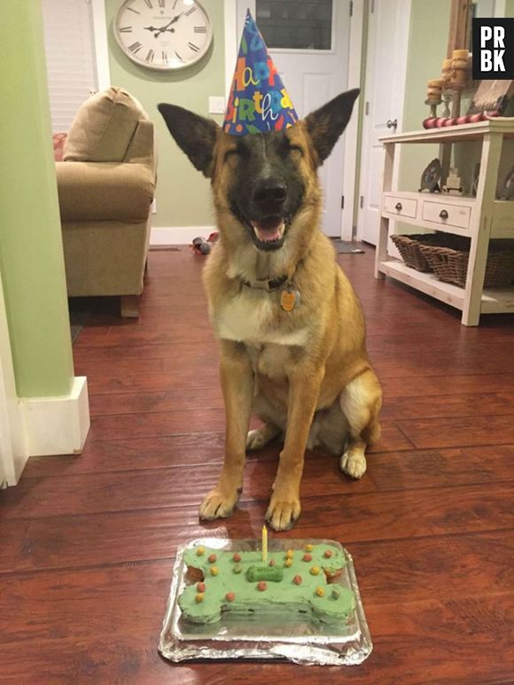 Tem cachorro comemorando aniversário por aí?