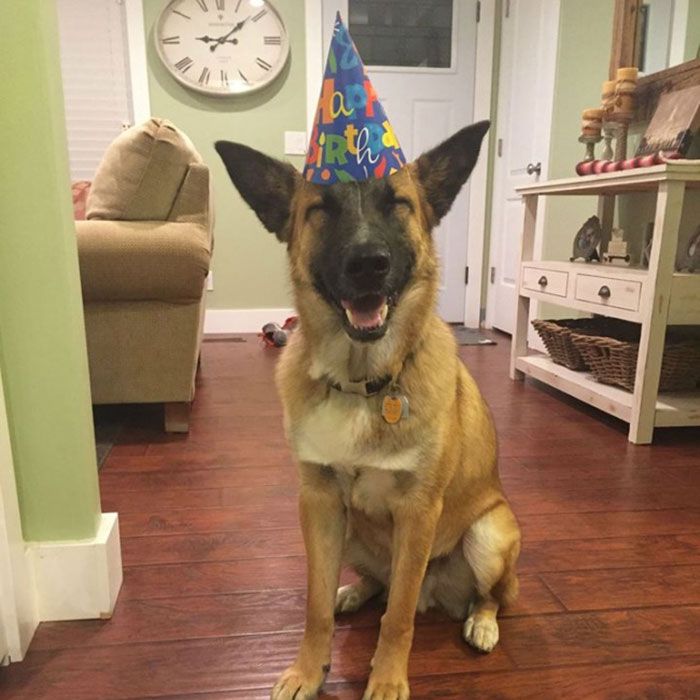Tem cachorro comemorando aniversário por aí?