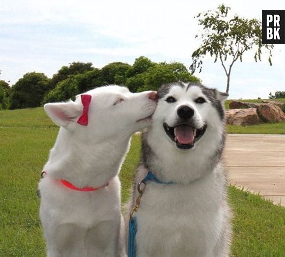 Ai meu deus! Tem alguém que não queria agarrar esses cachorrinhos agora?