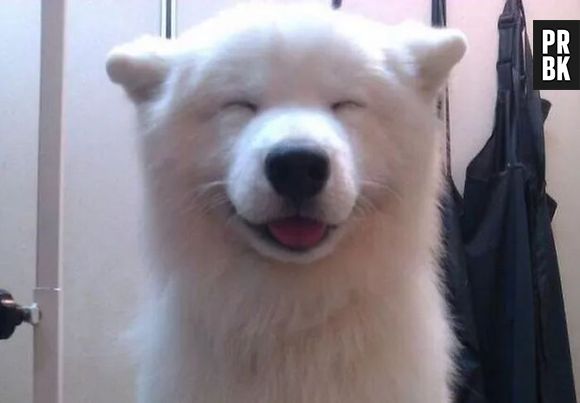 Cachorro mais fofo que esse? Impossível, não existe!