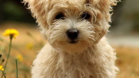 10 motivos que comprovam porque ter um cachorro é uma das melhores coisas da vida!