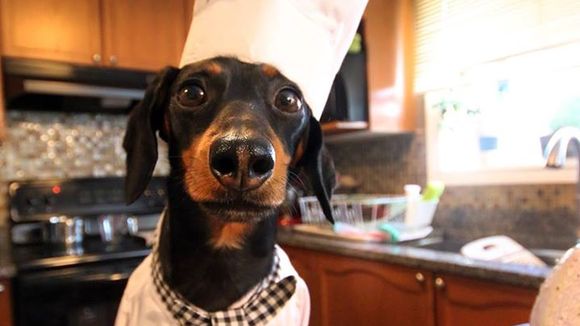 Conheça Crusoe, o cachorro fantasiado mais legal e divertido das redes sociais!