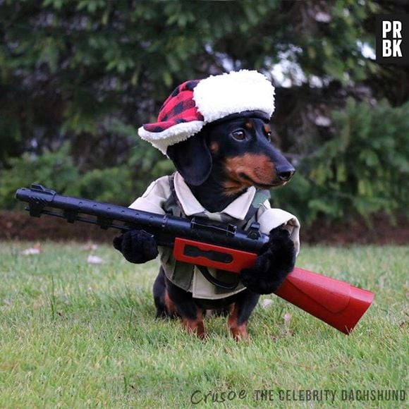 Crusoe vai sair para caçar, cuidado!