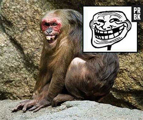 O macaco mais troll do mundo!