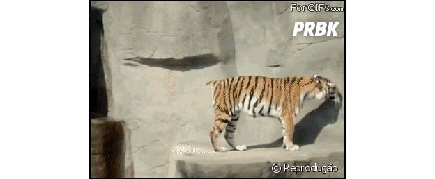 Tigre toma um baita susto com pássaro!