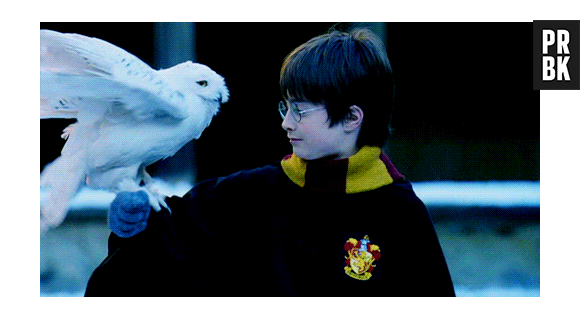 Quem aí lembra da Edwiges em "Harry Potter"?