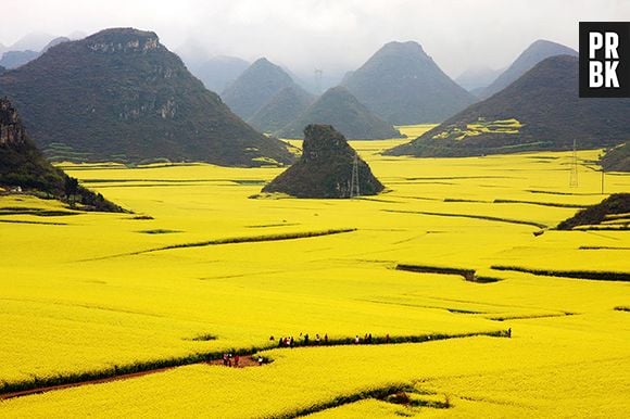 A china e seus belos campos de plantação de Canola