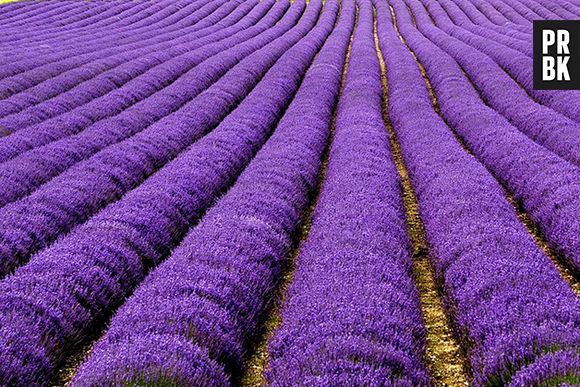 Campos da região de Provence, na França