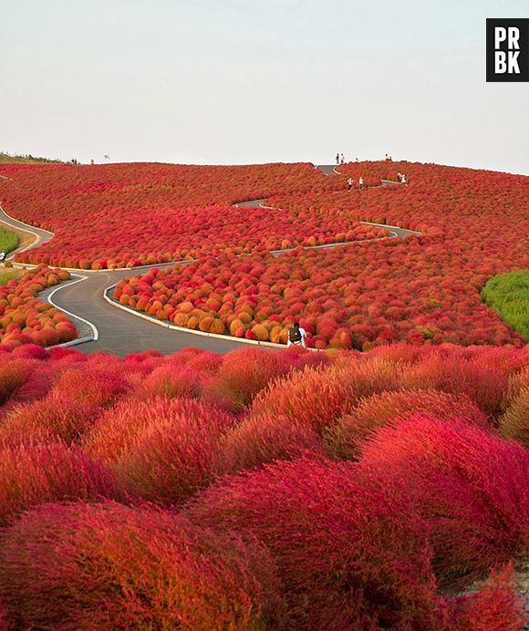 Paraíso de flores no Japão!