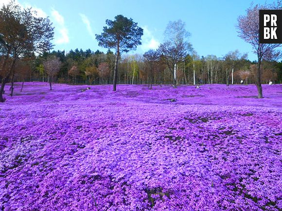 O parque das flores Japonês