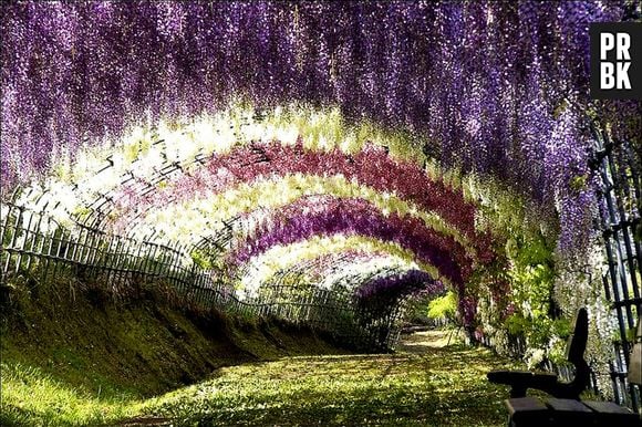 Túnel de Glicínias