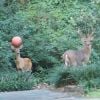 Como essa bola de basquete foi parar ali? O.o