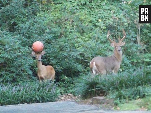 Como essa bola de basquete foi parar ali? O.o