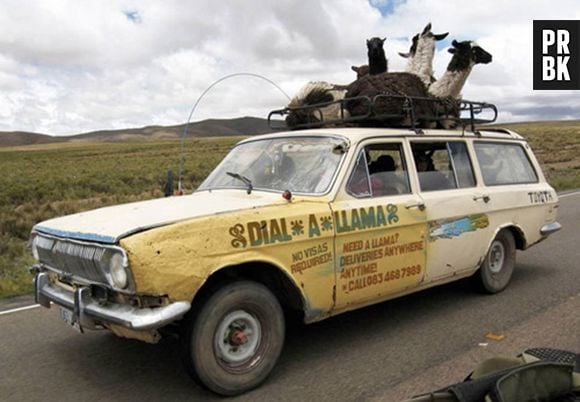 O jeito mais prático de transportar Lhamas