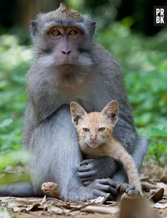 Esse gato e se dá super bem com o macaco